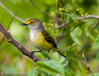 White-eyed Vireo