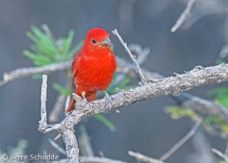 Summer Tanager