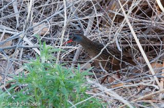 Virginia Rail