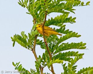 Yellow Warbler
