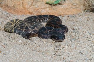 Western Diamondback Rattlesnake