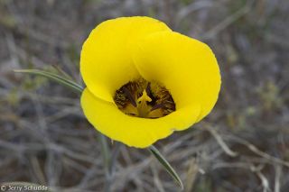 Mariposa Lily