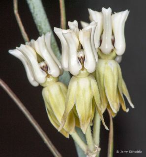 Milkweed