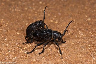 Cactus Longhorn Beetle