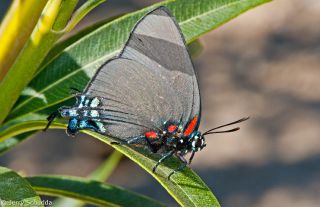 Great Purple Hairstreak