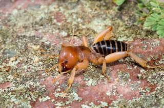 Jerusalem Cricket
