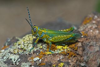 Panther-spotted Grasshopper