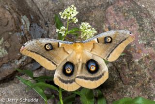 Polyphemus Moth