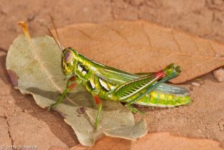 Snakeweed Grasshopper