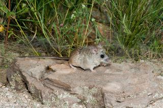 Pinyon Mouse