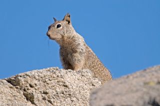 California Ground Squirrel