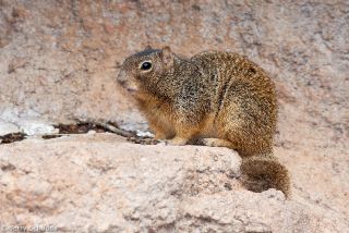 Rock Squirrel