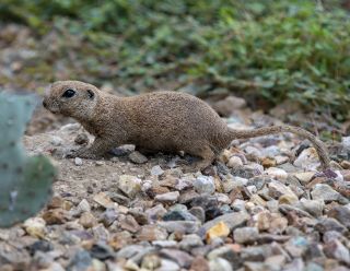 Round-tailed Ground Squirrel 6