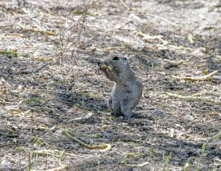 Round-tailed Ground Squirrel 4
