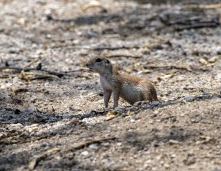 Round-tailed Ground Squirrel 5