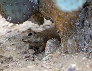 Round-tailed ground Squirrel 7