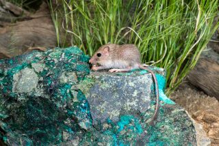Desert Pocket Mouse