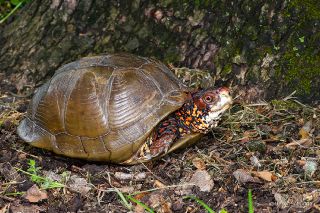 Three-toed Box Turtle