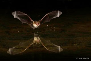 Yuma Myotis
