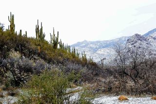 Catalina Mountains