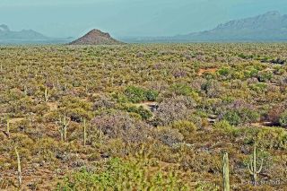 Sonoran Desert