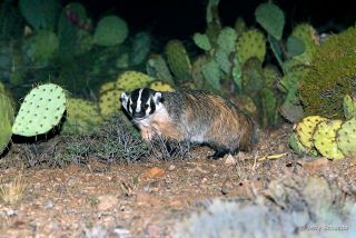 American Badger