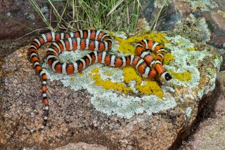 Sonoran Mountain Kingsnake