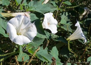 Datura Wrightii
