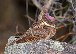 Buff-collared Nightjar