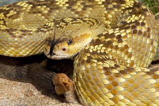 Black-tailed Rattlesnake