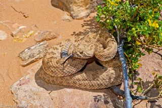 Prairie Rattlesnake