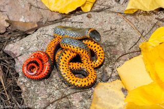 Ring-necked Snake