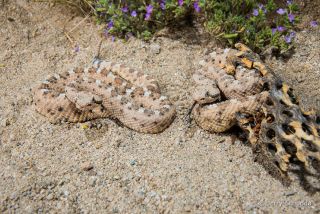 Sidewinder Rattlesnake
