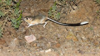 Banner-tailed Kangaroo Rat