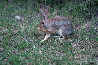 Cotton Tail Rabbit