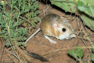 Merriam's Kangaroo Rat