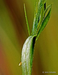Cloudless Sulpher Butterfly