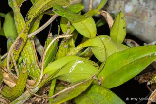 Brown Vine Snake