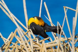 Yellow-headed Blackbird