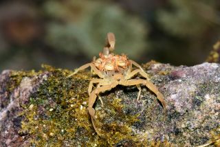 Bark Scorpion