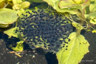 Lowland Leopard Frog 