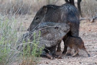 Collared Peccary