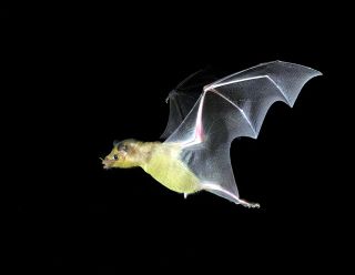 Lesser Long-nosed Bat