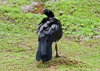 Horned Screamer