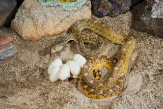 Gopher Snake
