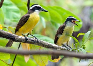 Lesser Kiskadee