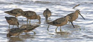 Long-billed Dowitcher