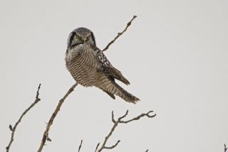 Northern Hawk Owl
