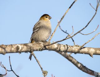 Pine Grosbeak