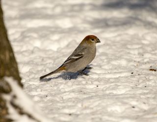 Pine Grosbeak 1